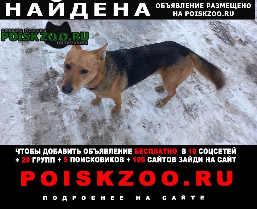Найдена собака кобель Ярославль