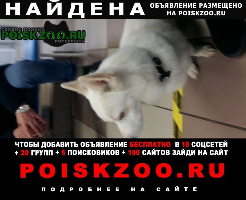 Найдена собака кобель на углу богатырского и стародерев Санкт-Петербург