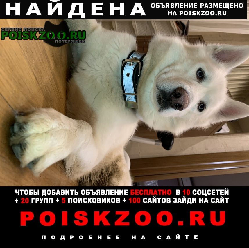 Найдена собака кобель хаски альбинос Севастополь