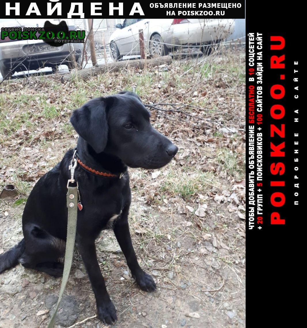 Найдена собака девочка подросток Ростов-на-Дону