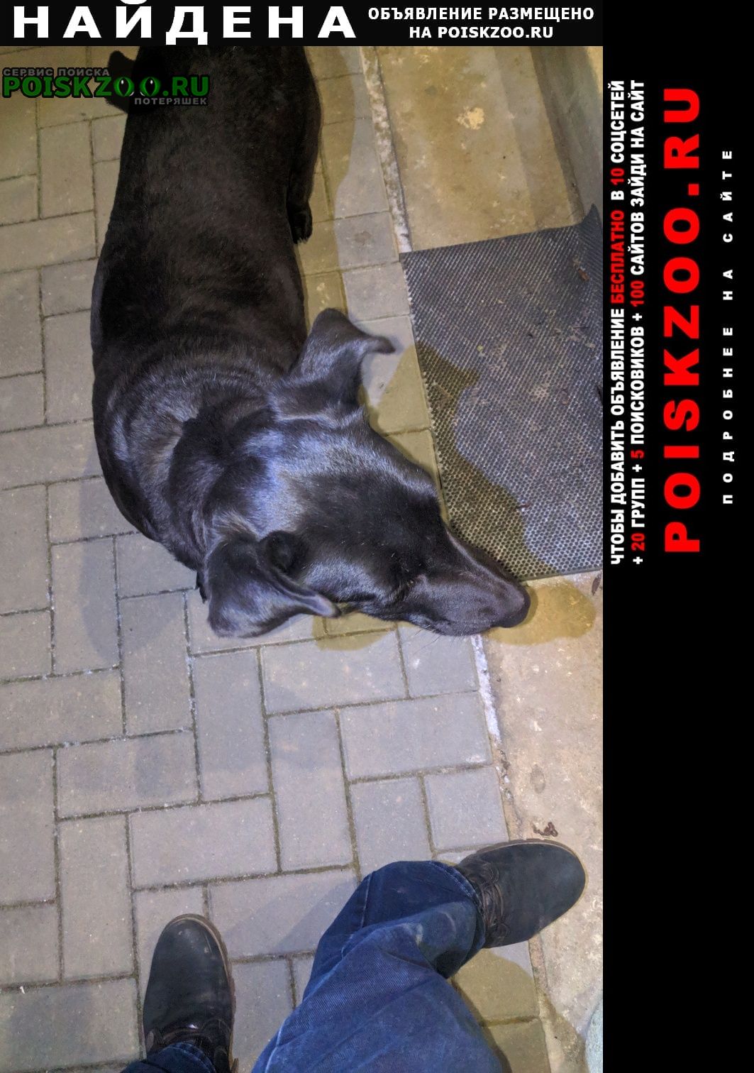 Найдена собака чёрная самка Кобрин