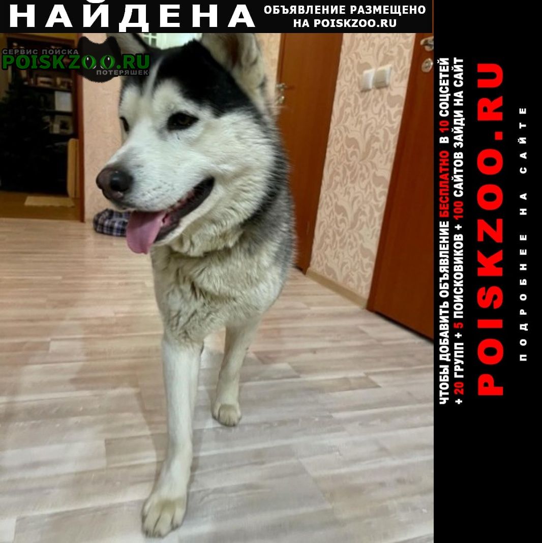 Найдена собака кобель хаски Нижний Новгород
