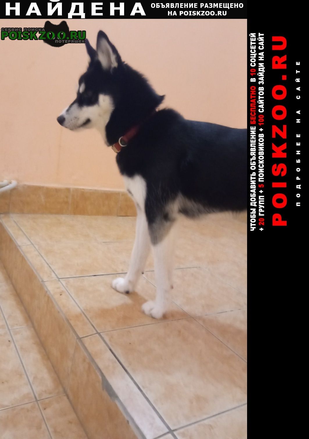 Найдена собака Пермь