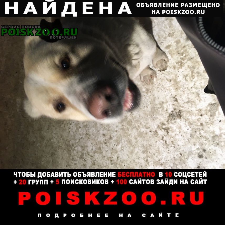 Найдена собака кобель алабай Томск