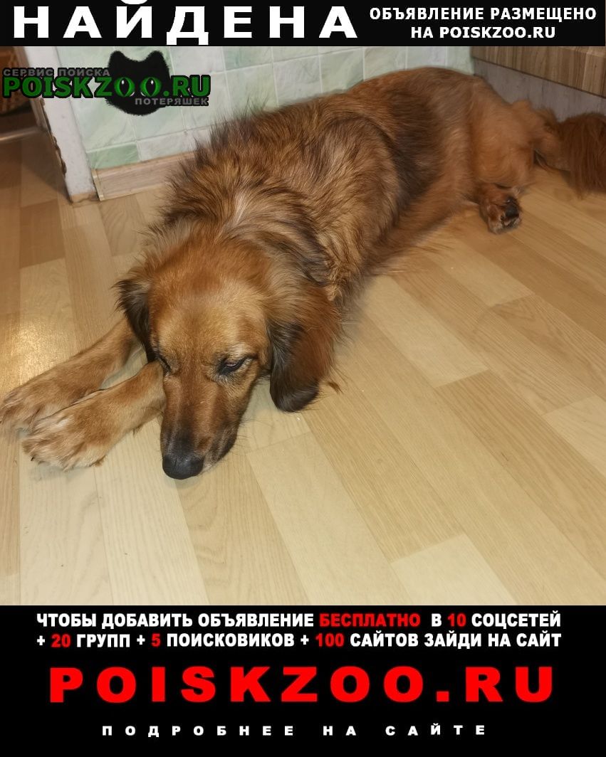 Найдена собака хозяин отзовись Москва