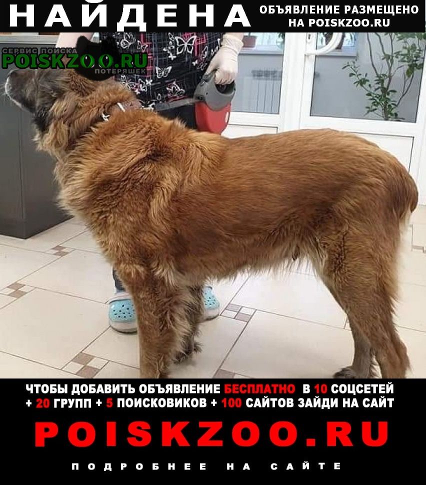 Найдена собака рыжая Москва