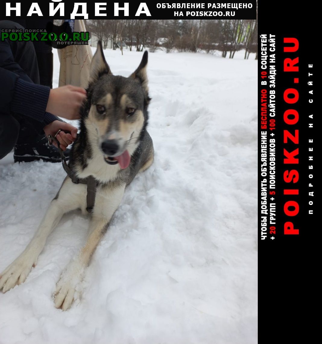 Найдена собака. Москва