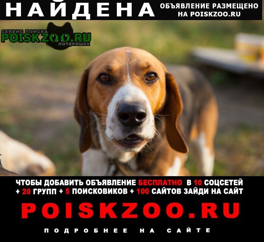 Найдена собака кобель пёс породы русская пегая гончая Волгодонск