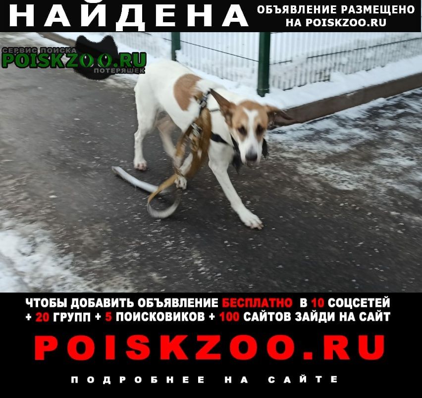Найдена собака белая с рыжими пятнами Москва