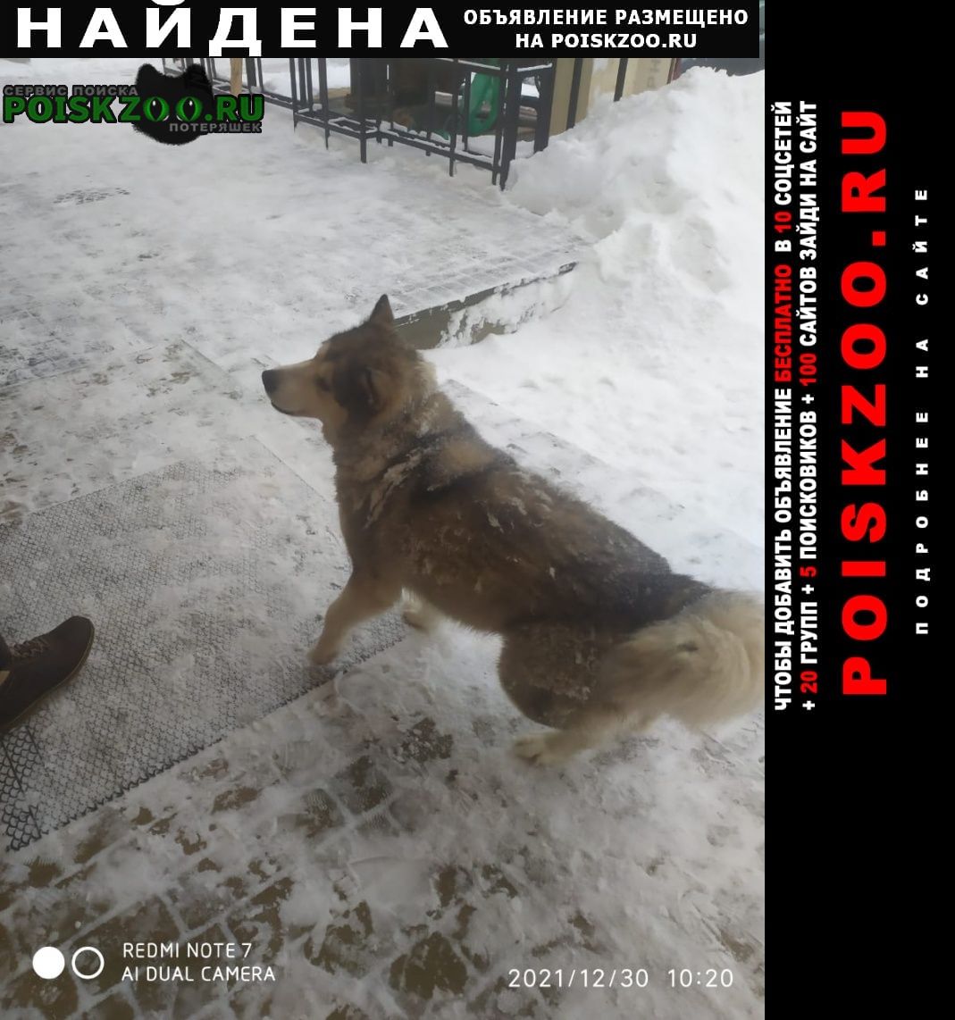 Найдена собака хаски Волгоград