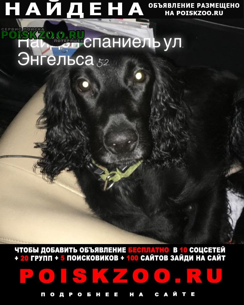 Найдена собака кобель спаниель чёрного цвета Новочеркасск