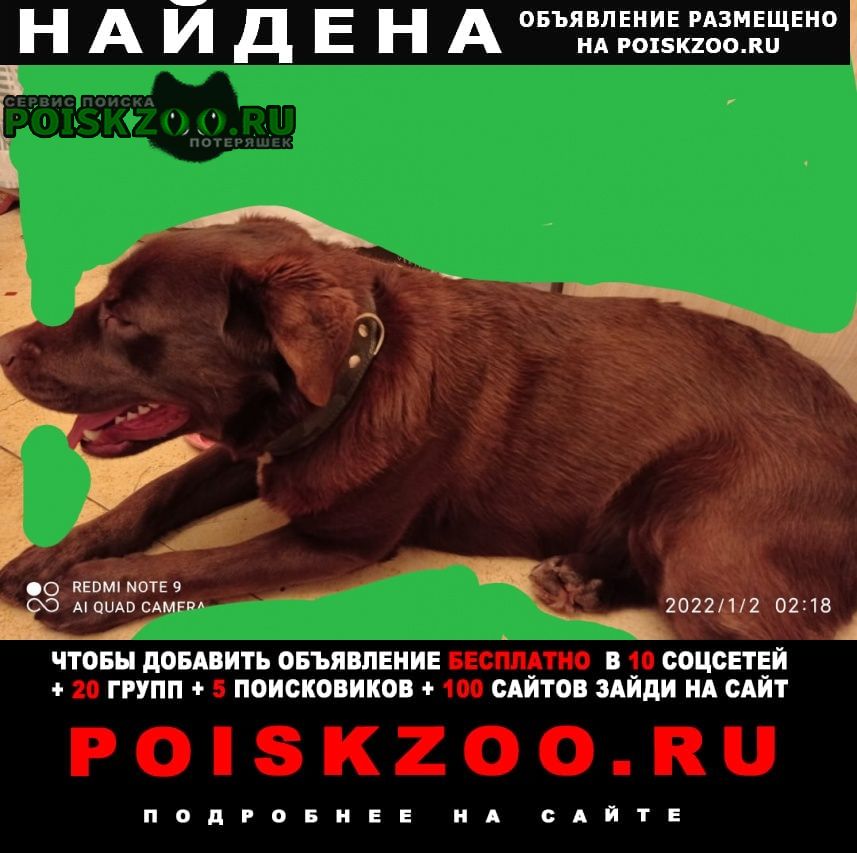 Найдена собака кобель лабрадор коричневый с ошейником Нижний Новгород