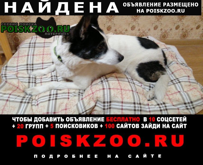Найдена собака Пермь