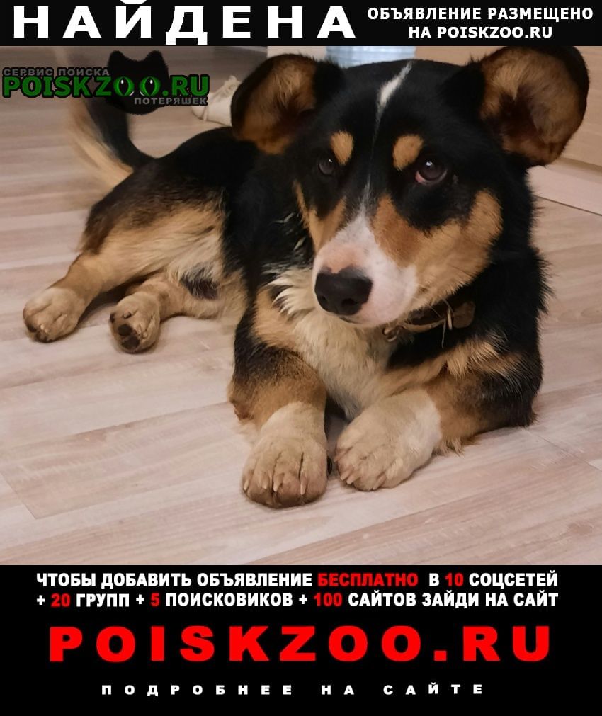 Найдена собака кобель пёс почти корги Челябинск