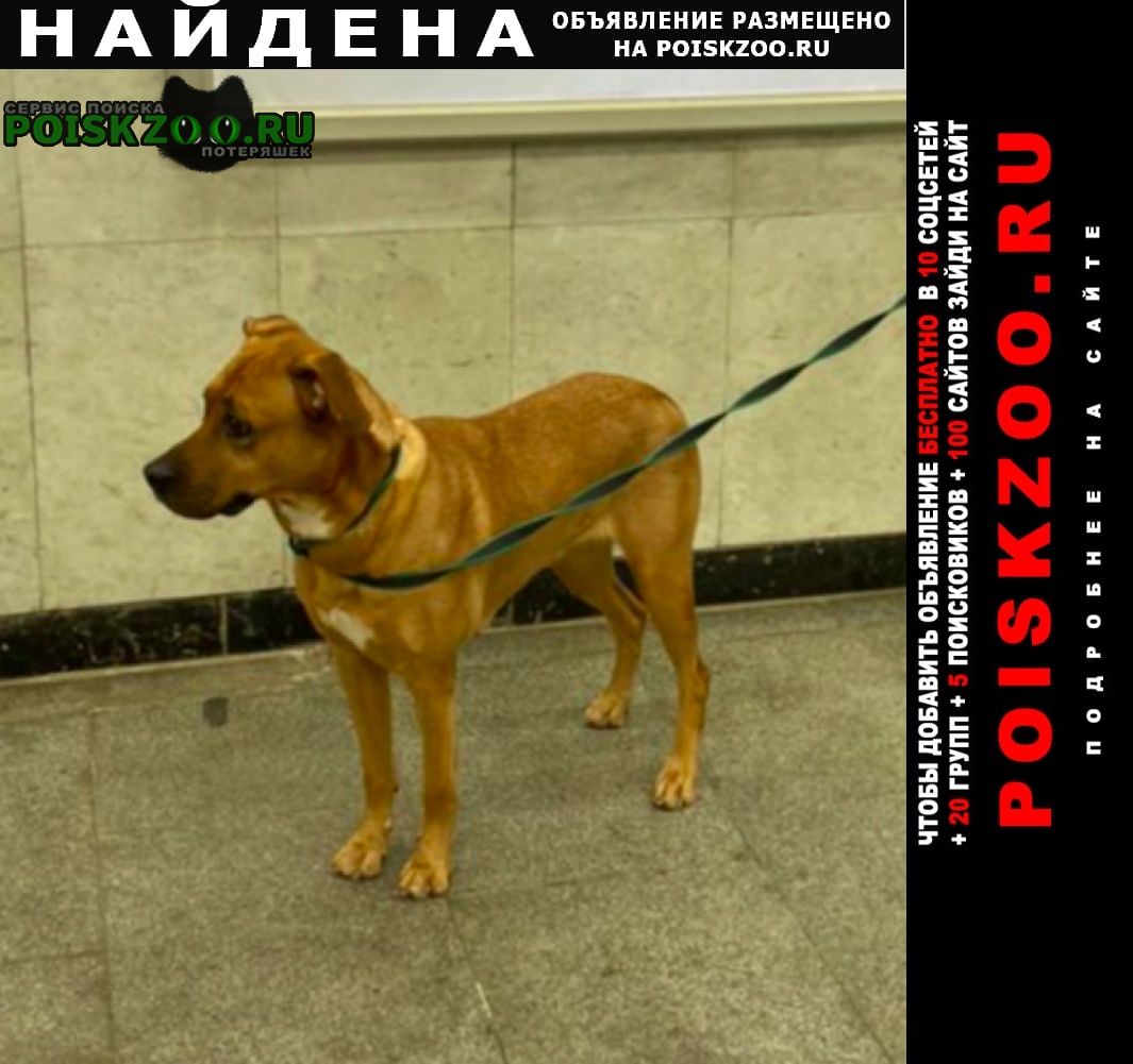 Найдена собака девочка рыжая, 55см в холке Екатеринбург
