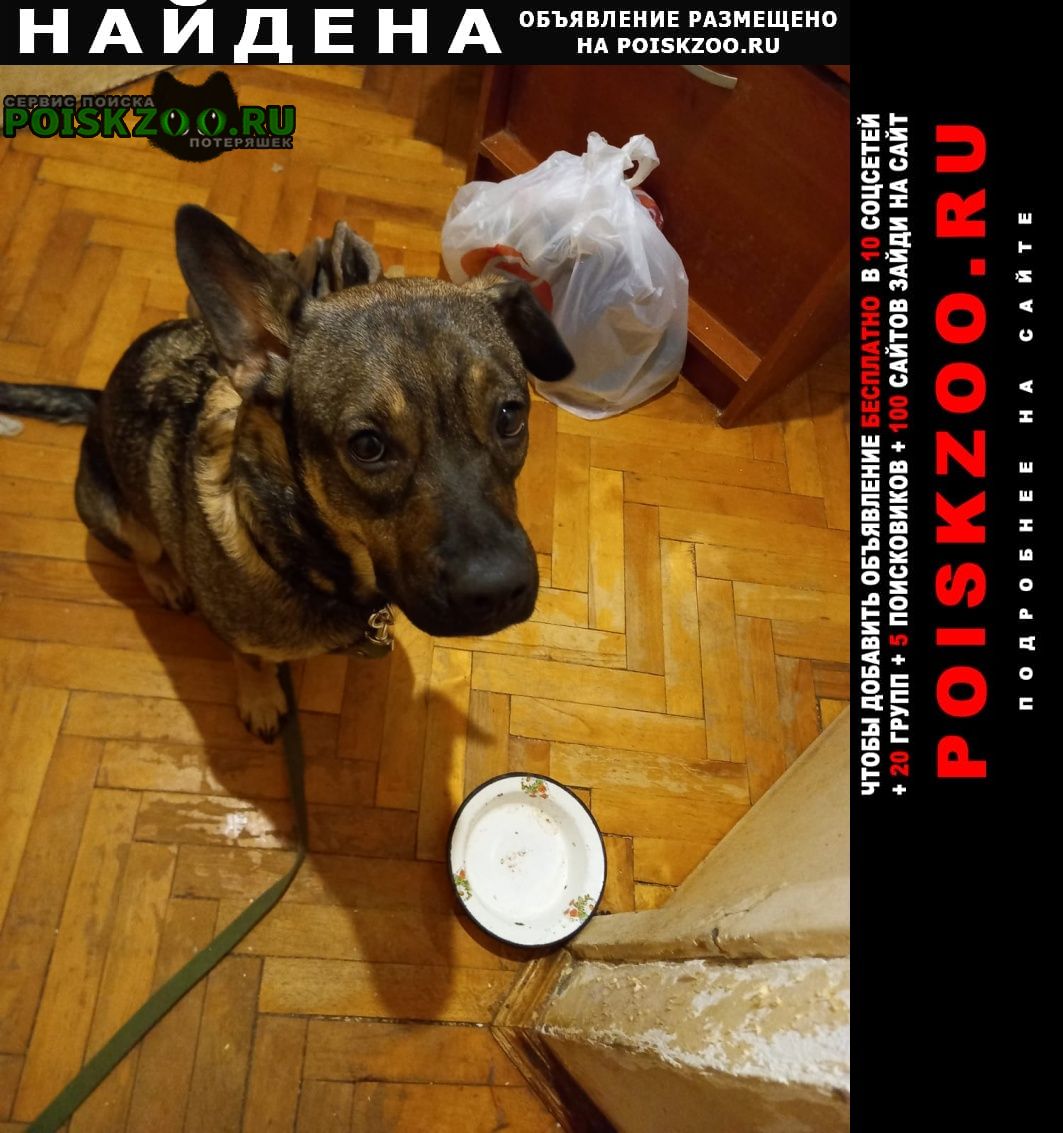 Найдена собака, проспект вернадского Москва