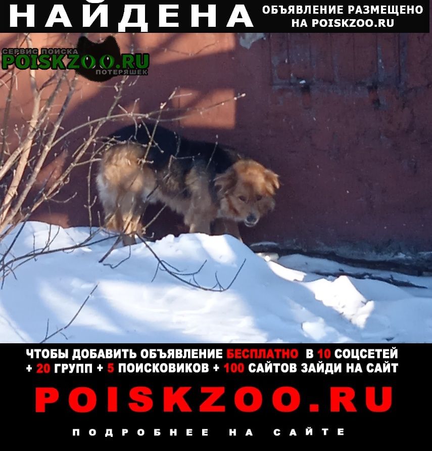 Найдена собака кобель в ошейники кабель в районе каскада Омск