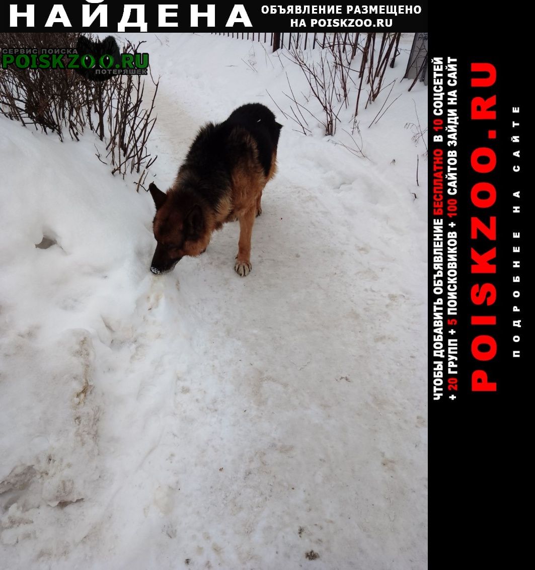 Найдена собака кобель немецкая овчарка Ярославль