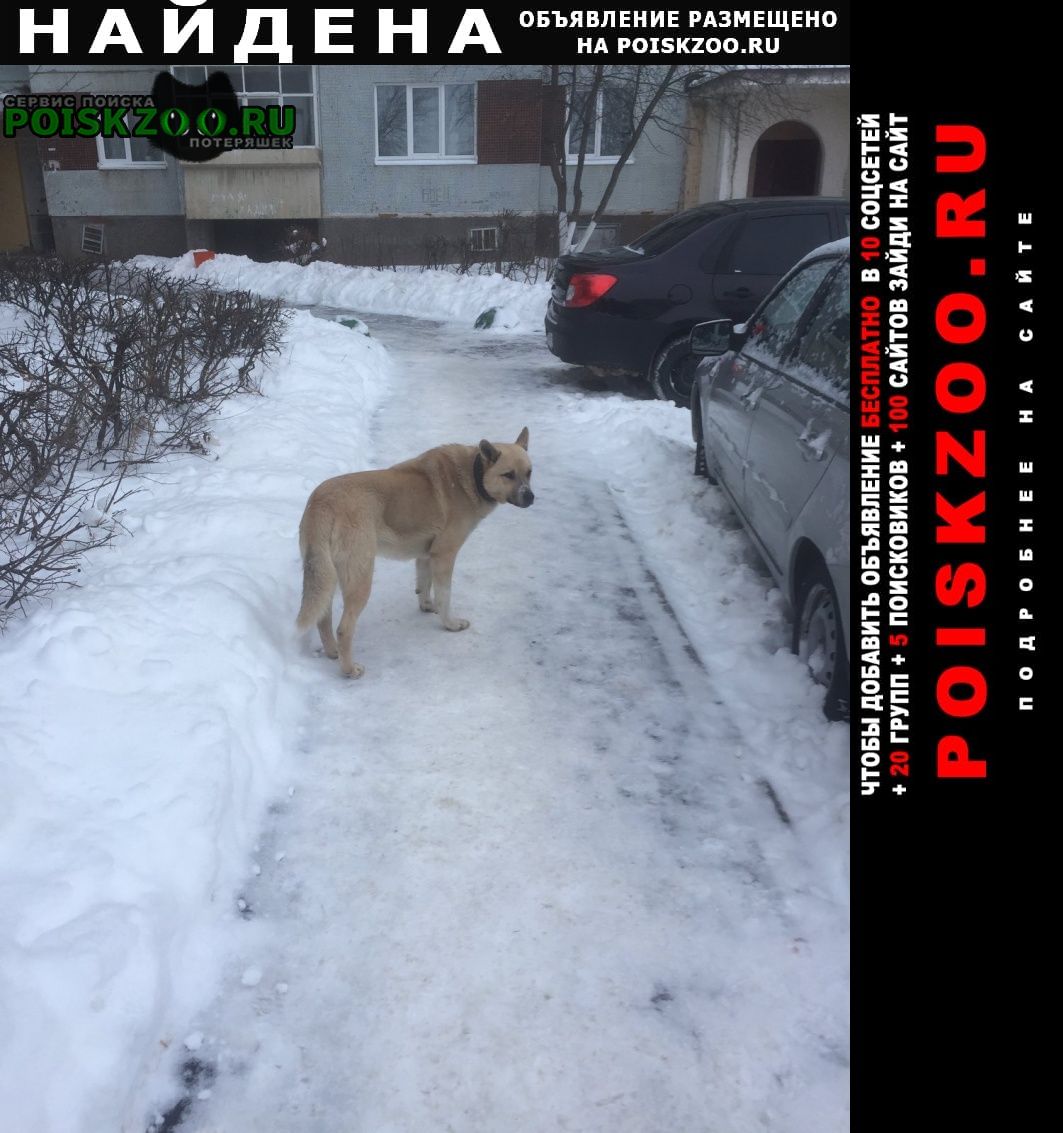 Найдена собака Ульяновск