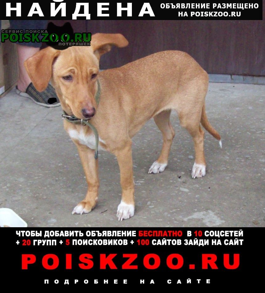 Найдена собака Новороссийск