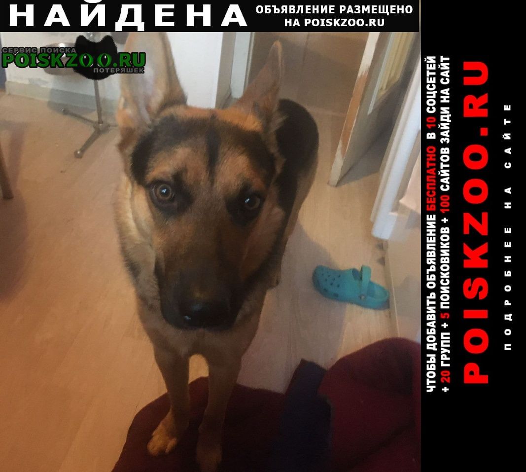 Найдена собака кобель всем, кто видел молодого песика, Москва