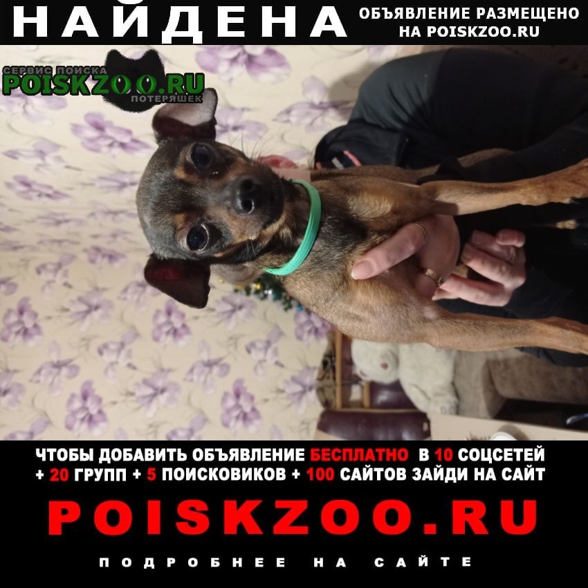 Найдена собака кобель 31 декабря. на улице красномейск Симферополь