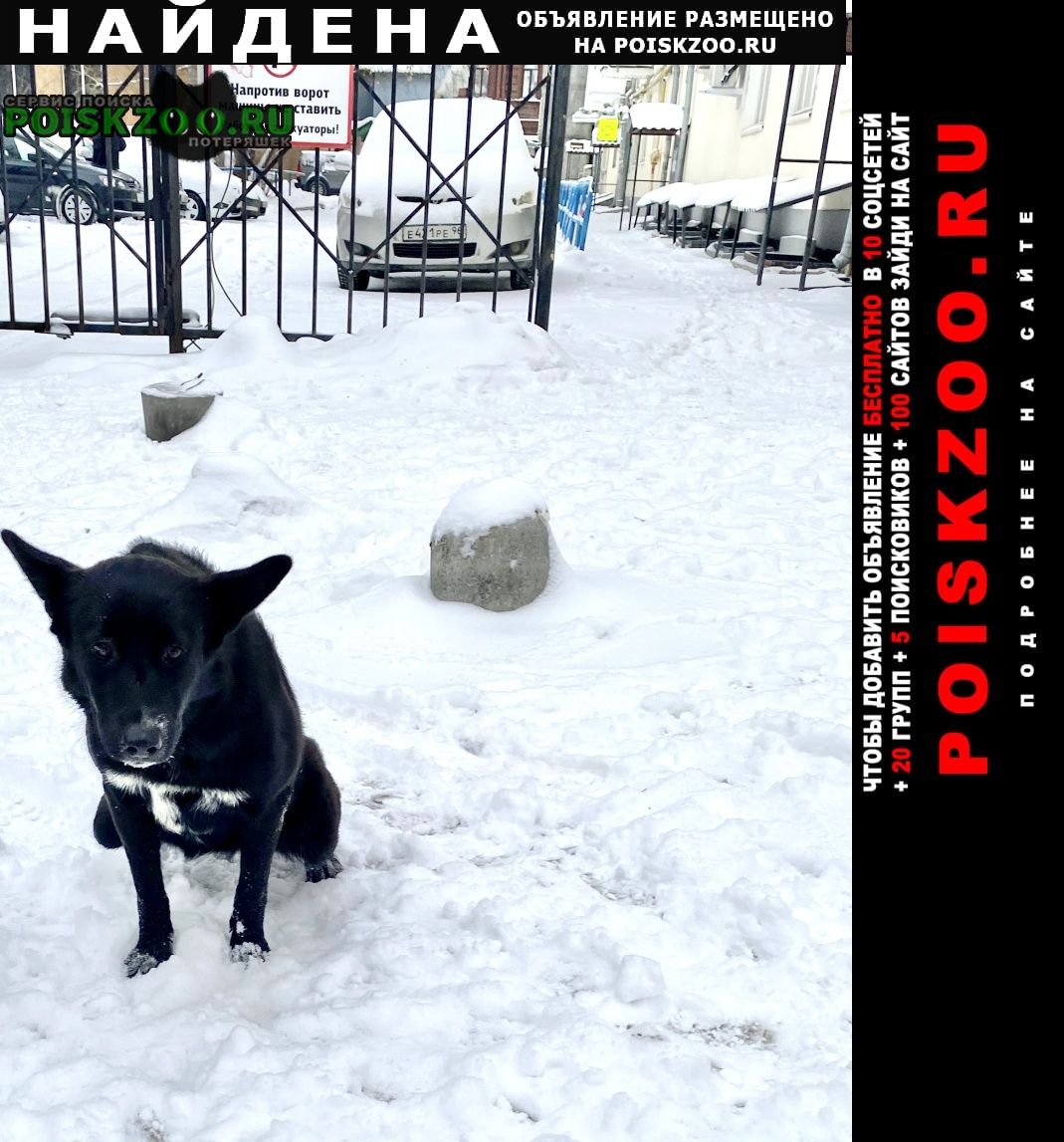Найдена собака черно белая собачка девочка. белая грудк Екатеринбург