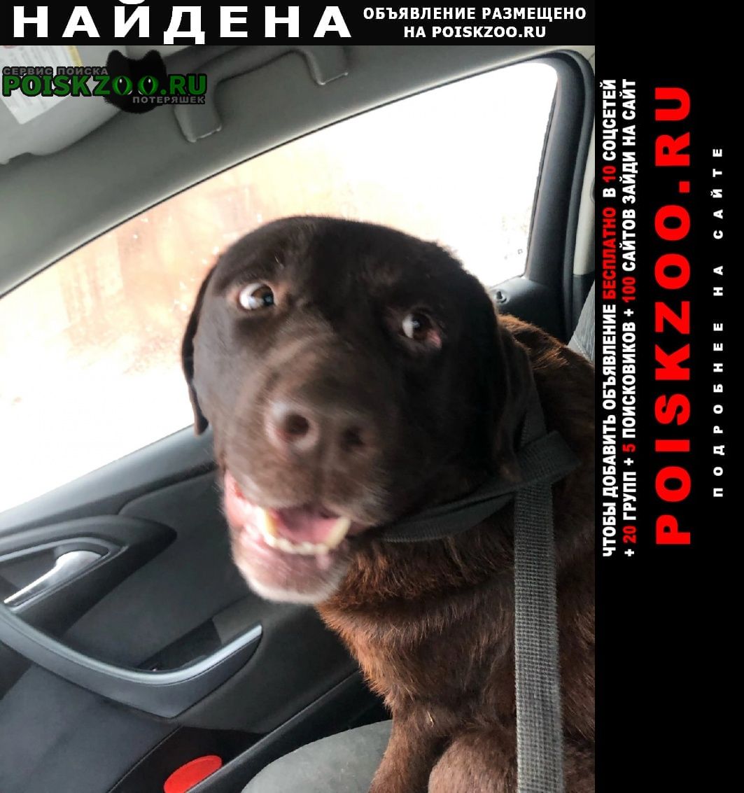 Найдена собака кобель коричневый лабрадор Пенза