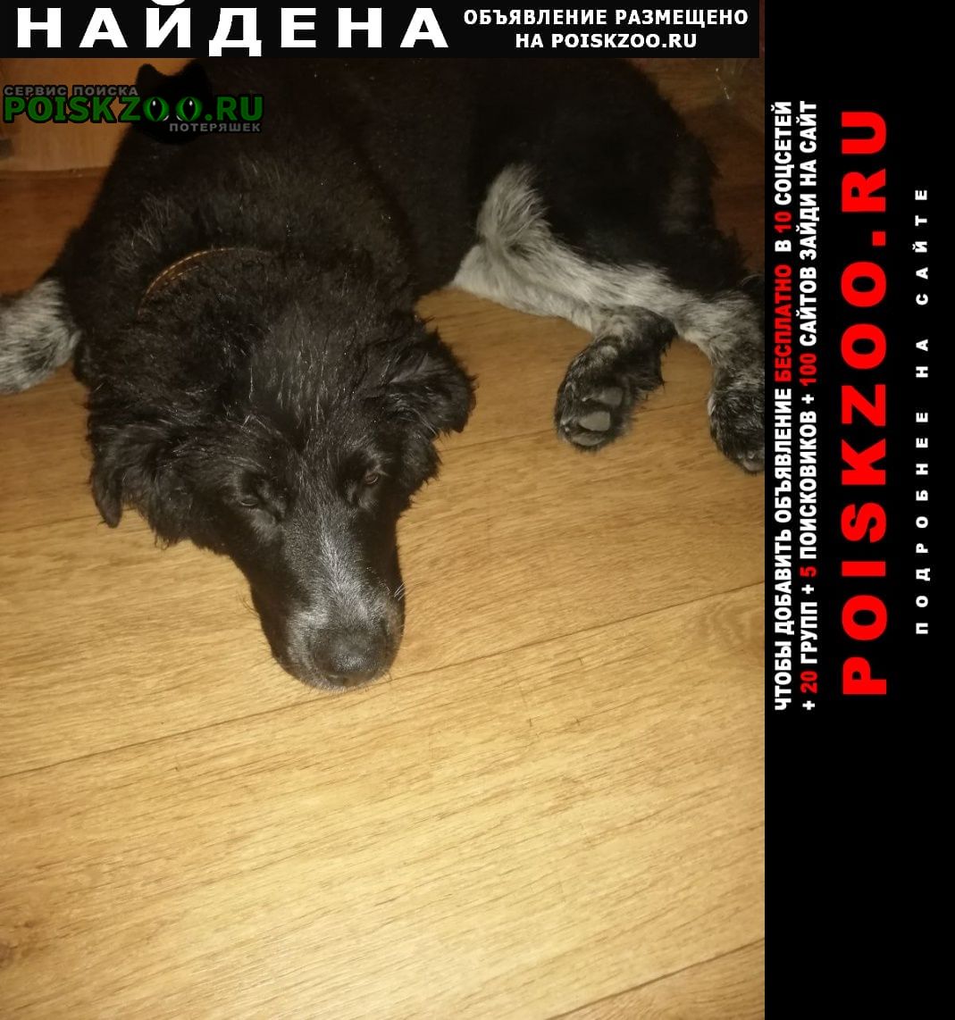 Найдена собака черно-белый окрас, шерсть густая Ульяновск