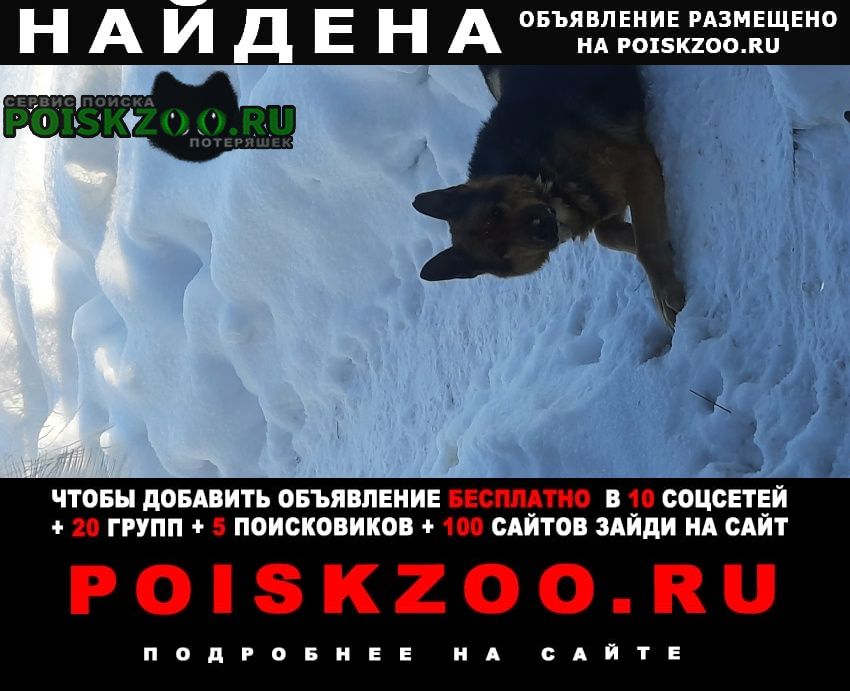 Найдена собака кобель 7 января прибился к дому Сергиев Посад