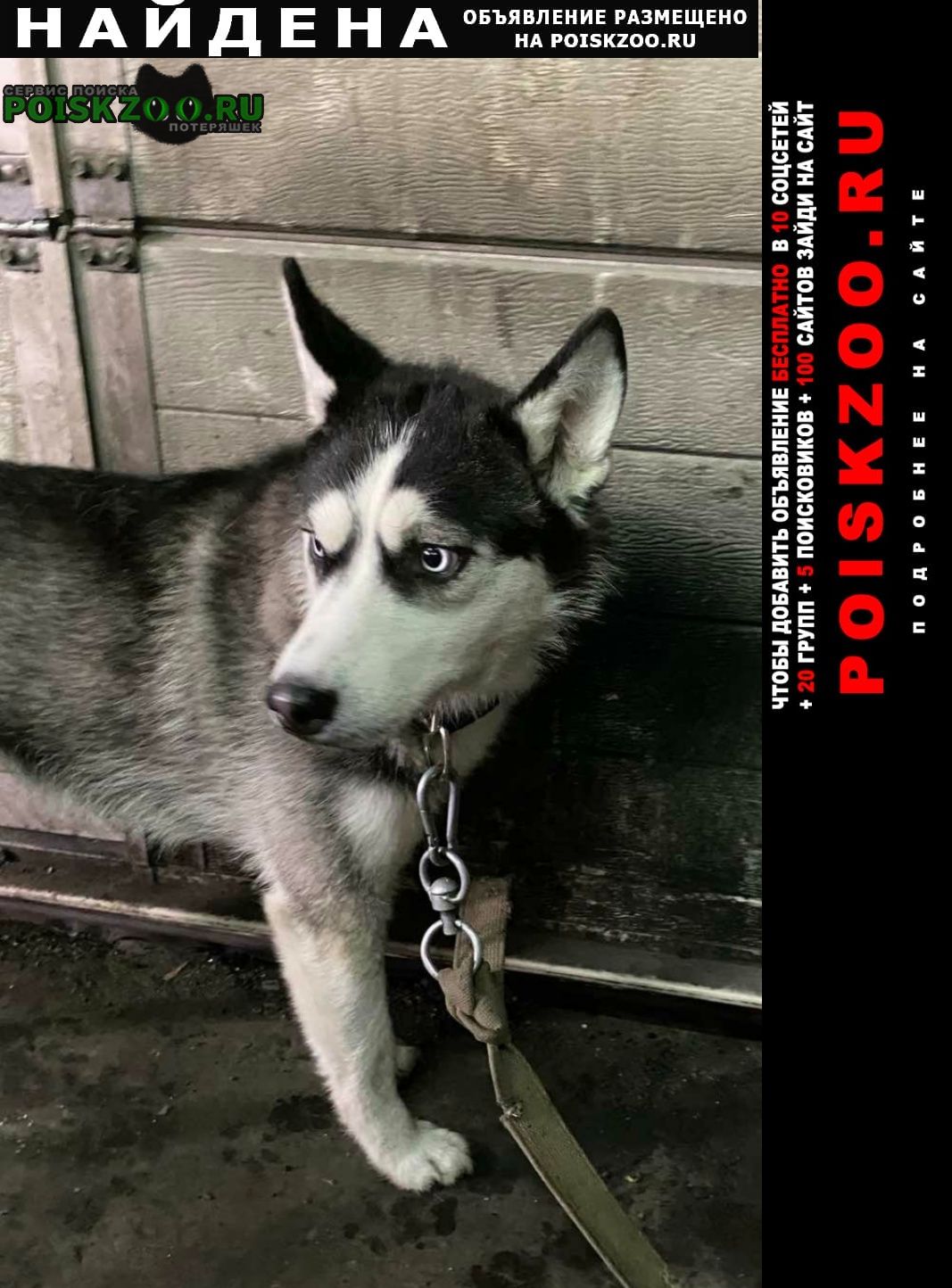 Найдена собака кобель хаски Красноярск