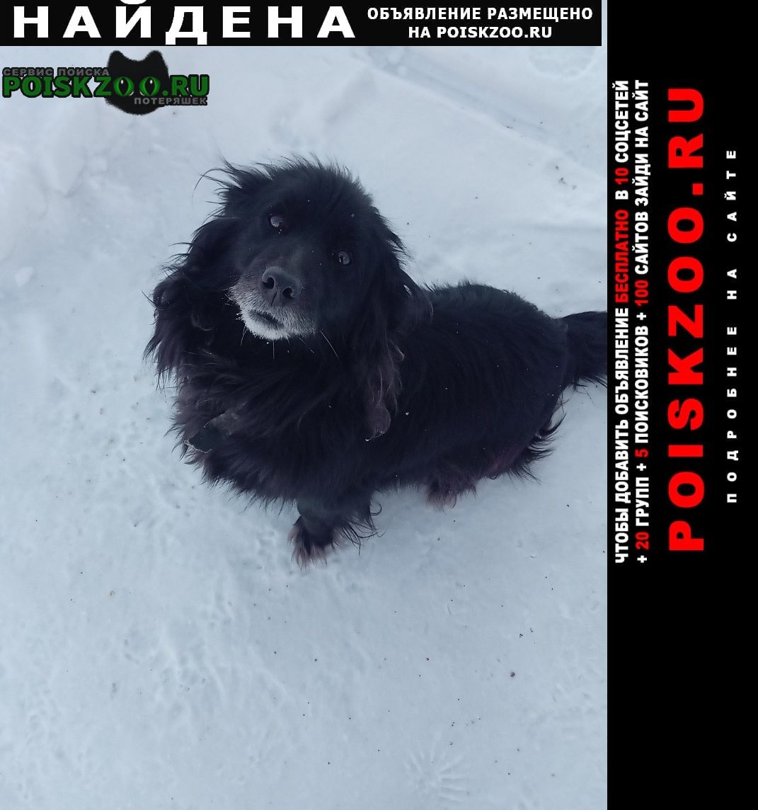 Найдена собака собачка Челябинск
