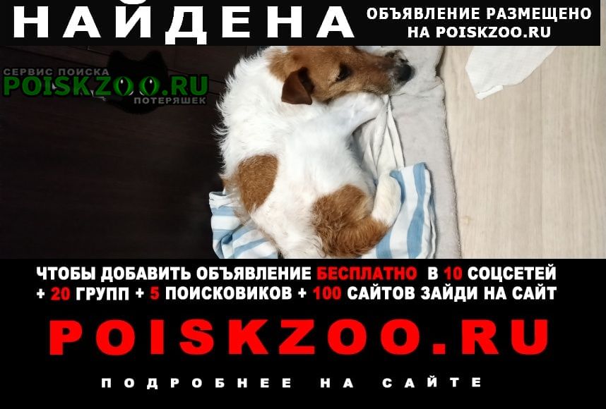 Найдена собака кобель фокстерьер Ростов-на-Дону