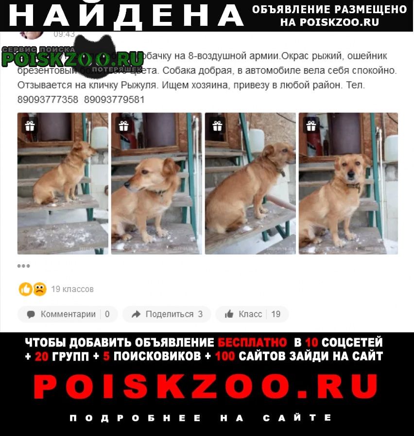 Найдена собака срочно ищем хозяина Волгоград