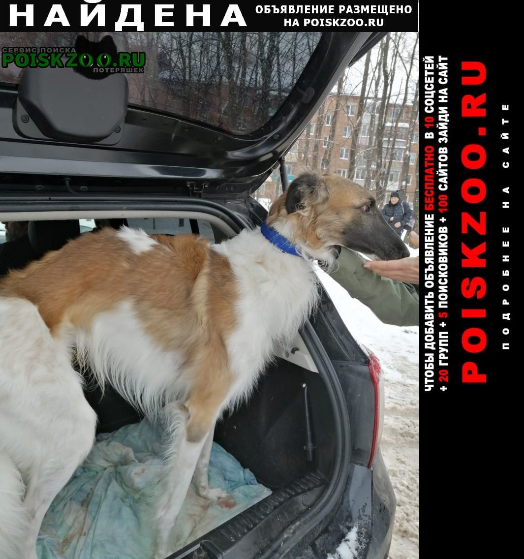Найдена собака кобель русская псовая борзая, Сергиев Посад