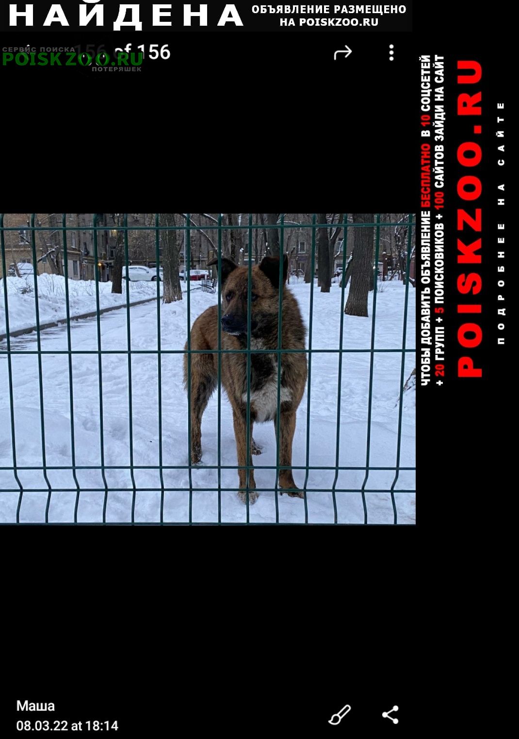 Найдена собака потеряшка на автозаводской ул. Москва