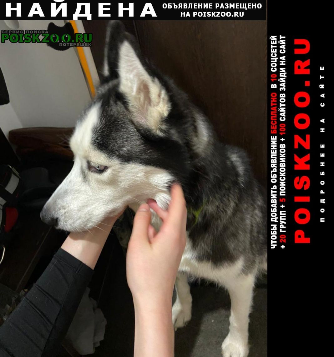 Найдена собака девочка хаски Санкт-Петербург