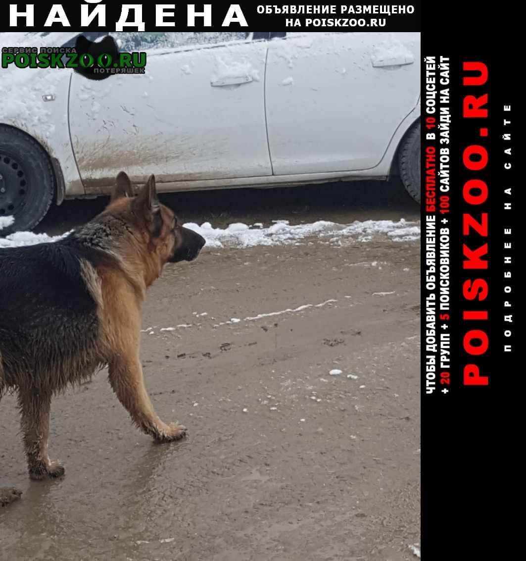 Найдена собака кобель немецкая овчарка кабель, ухоженный Краснодар