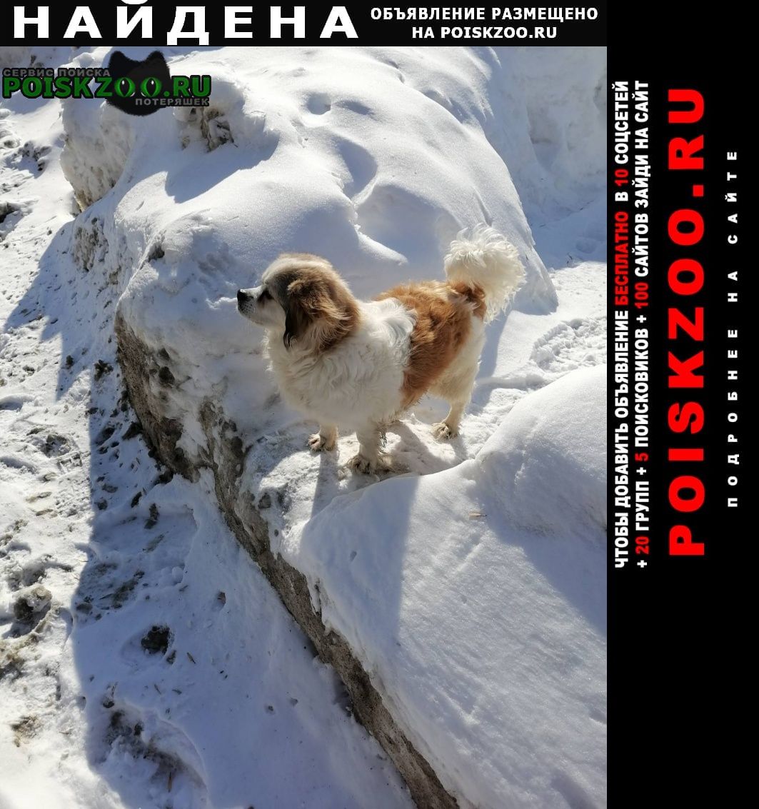 Найдена собака в пос.красная глинка Самара