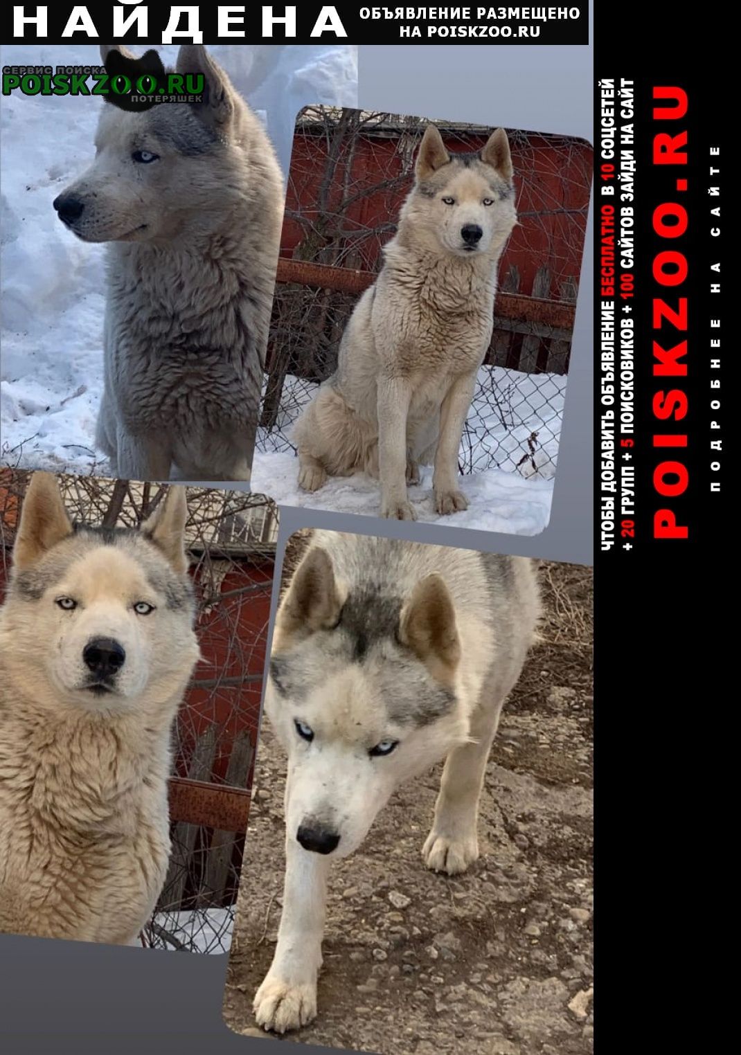 Найдена собака кобель хаски мордовия Рузаевка