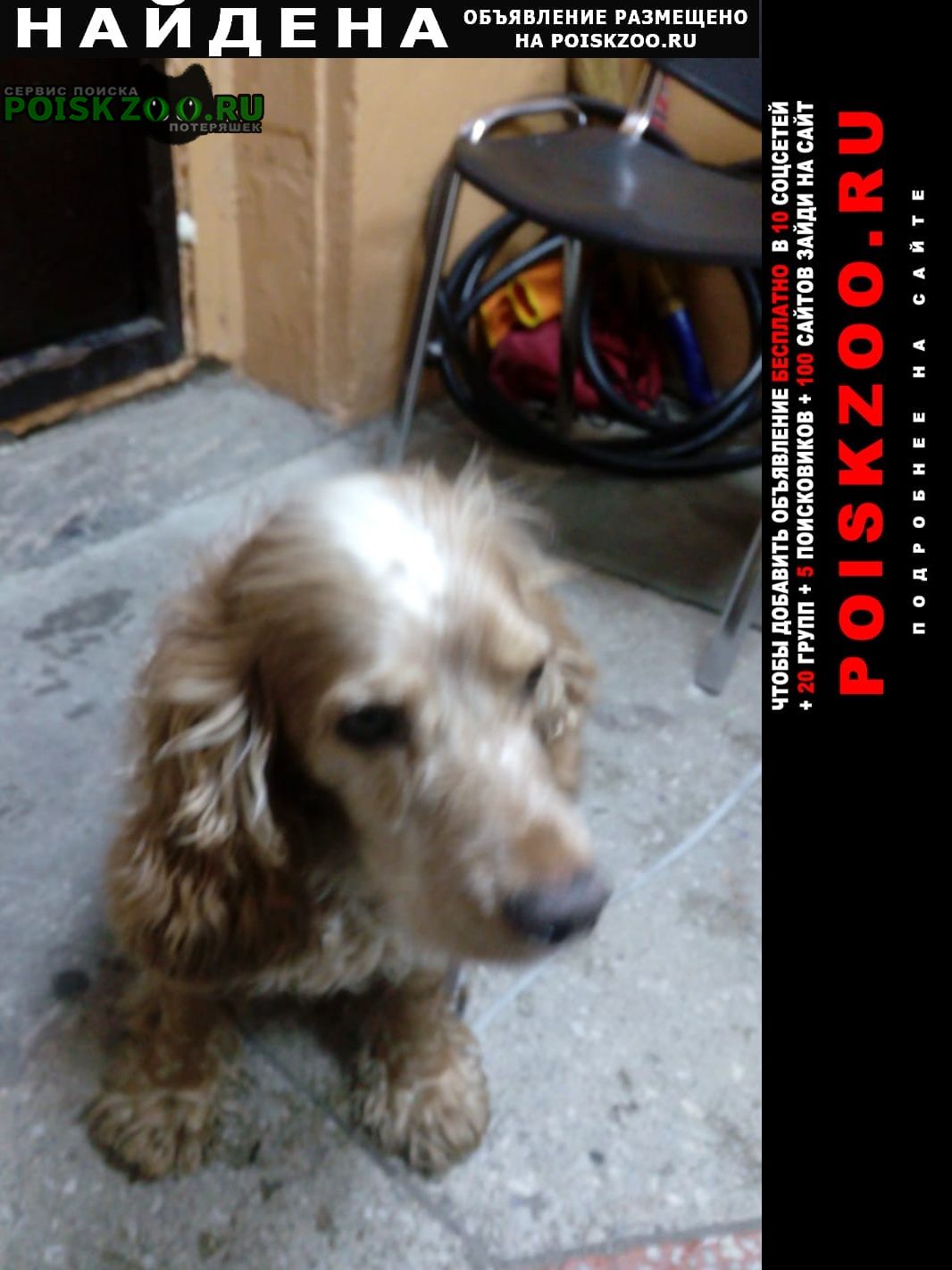 Найдена собака кобель кокер спаниель, мальчик Новосибирск
