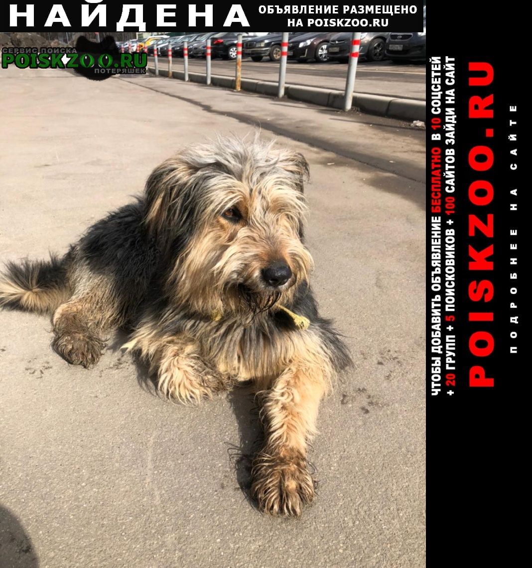 Найдена собака кобель тушино Москва