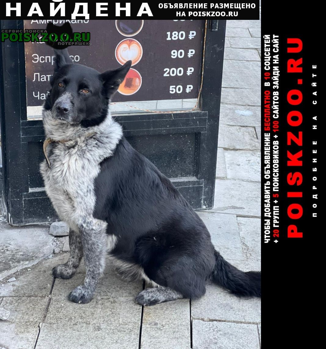 Найдена собака кобель чистые пруды Москва
