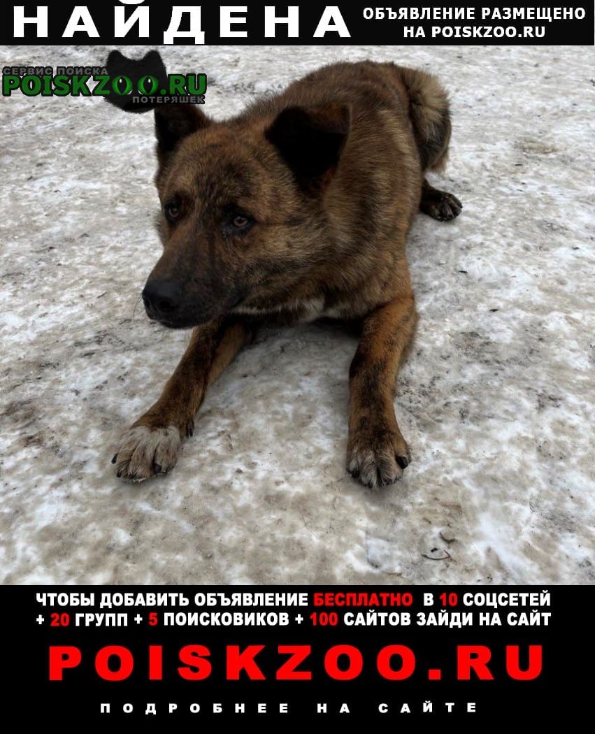 Найдена собака кобель пёс Москва