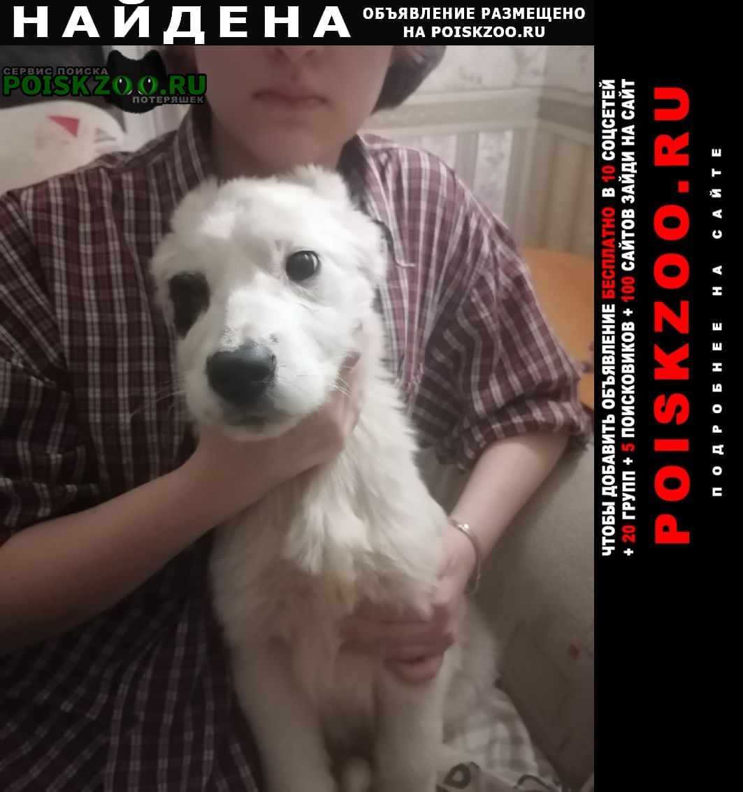 Найдена собака нашли щеночка на улице Екатеринбург