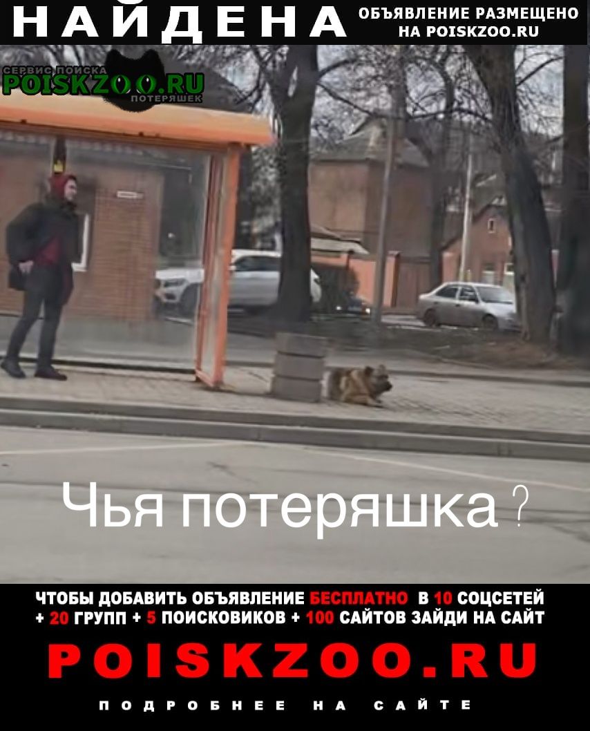 Найдена собака Ростов-на-Дону