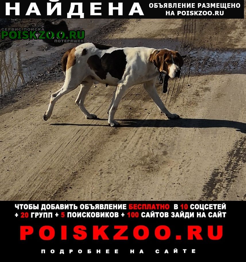 Найдена собака бегает с ошейником Воронеж