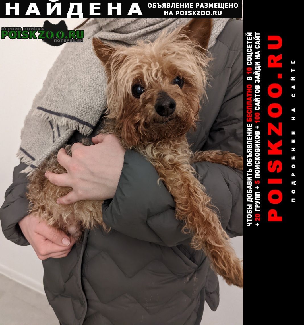 Найдена собака кобель йоркширский терьер Москва