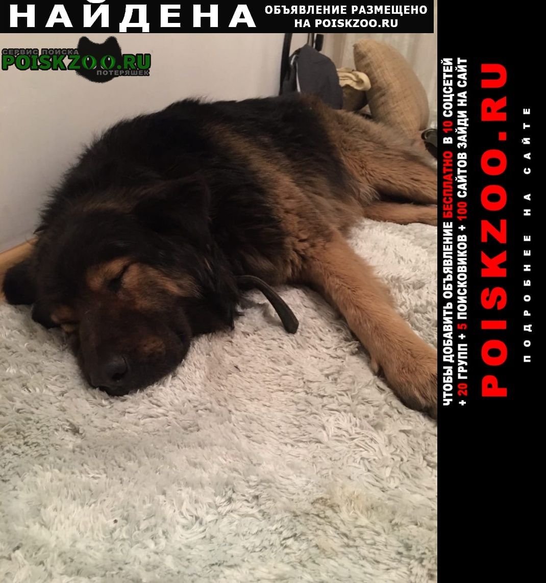 Найдена собака кобель кавказская овчарка мальчик Калининград (Кенигсберг)