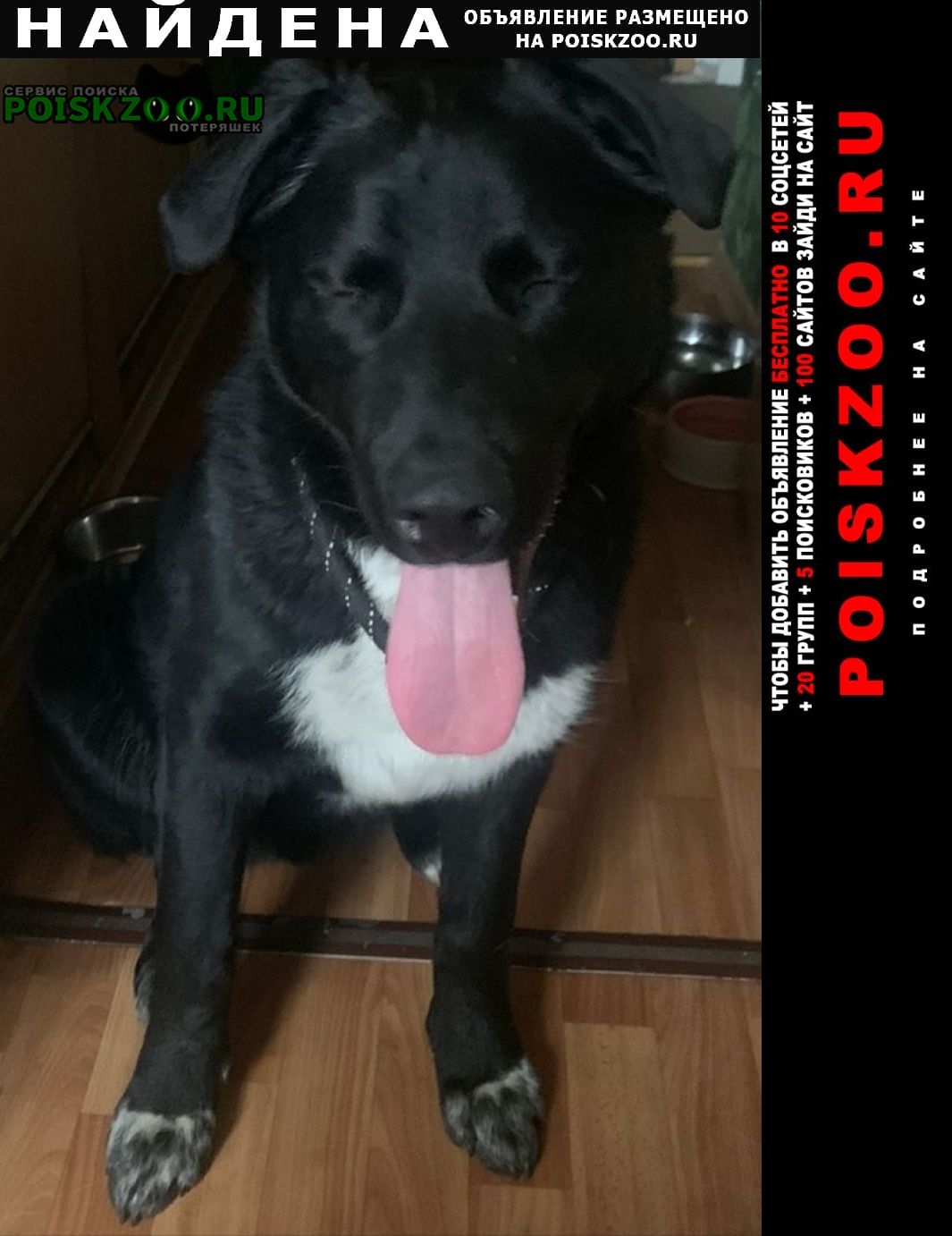 Найдена собака кобель в строгино Москва